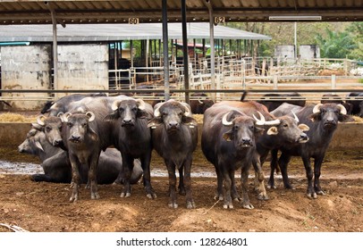Dairy buffalo in farm