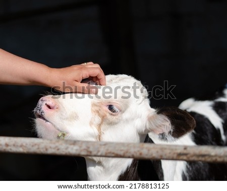 Similar – Image, Stock Photo Little baby cow feeding from milk bottle.