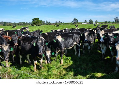 166 Cow farts Images, Stock Photos & Vectors | Shutterstock