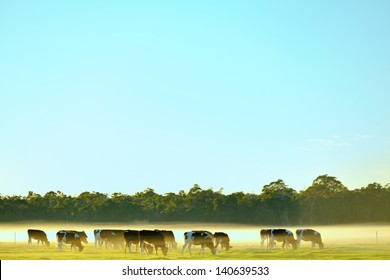 Dairy Cattle In Foggy Morning On Australian Farm