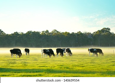 dairy cattle in foggy morning on Australian farm
