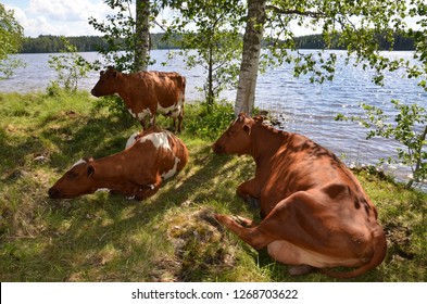 Dairy cattle at grass in Finland