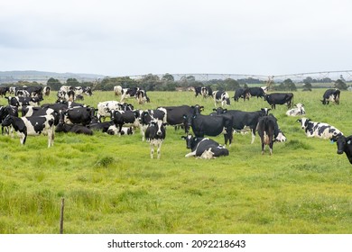 Dairy cattle on an irrigated pasture with irrigation pivot visible in the background