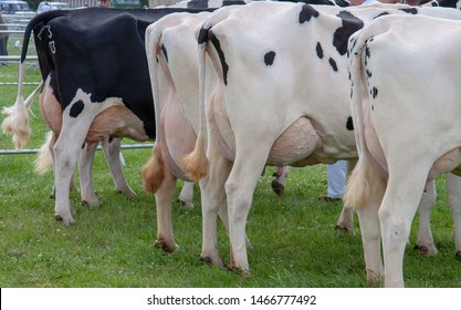 Dairy Cattle On Show At The County Fair In 2008 