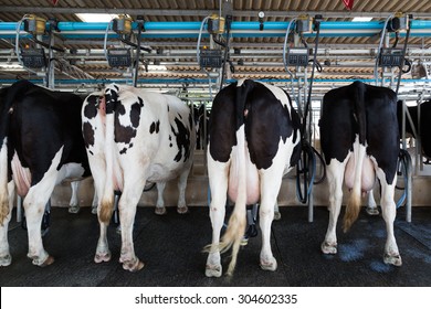 Dairy Cow