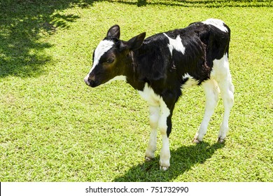 Dairy Cow