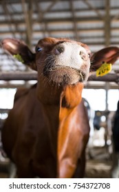 A Dairy Cow Acts Tough On An Industrial Farm In The Catskills, NY.