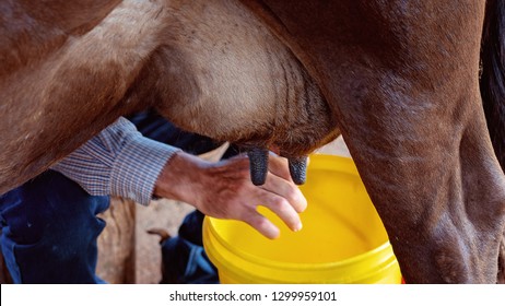 Dairy Cow Being Milked By Hand As A Tourist Attraction At A Farm Stay