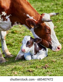 
Dairy Cow And Calf Close Up