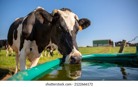 Dairy cow in the countryside drinking at the trough. - Shutterstock ID 2122666172