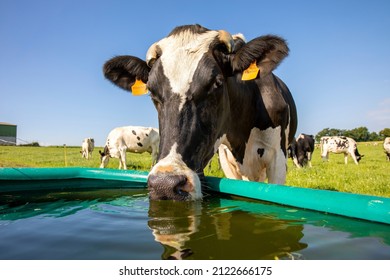 Dairy cow in the countryside drinking at the trough.