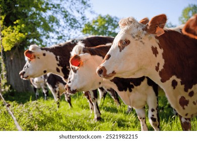 Dairy cow in the fields under the spring sun.