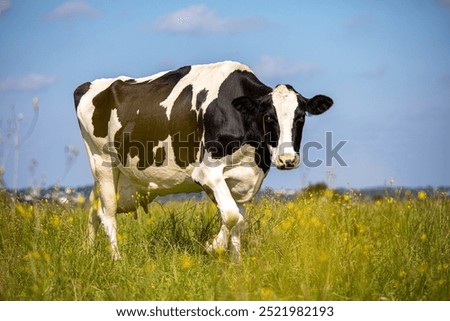Dairy cow in the fields under the spring sun.