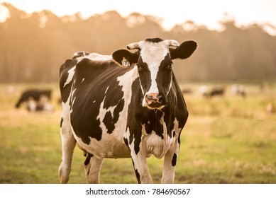 Dairy Cow Grazing In A Field At Sunrise Or Sunset