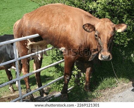 Dairy cow hanging on a gate looking at camera.