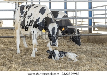 Dairy cow with her newborn calf looking at the camera