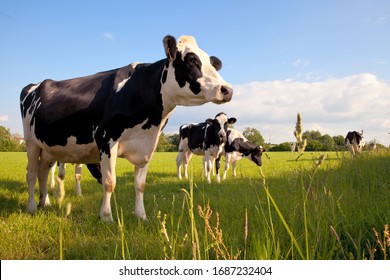 Dairy Cow Herd In A Meadow In Spring.