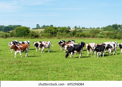 Dairy cow in pasture