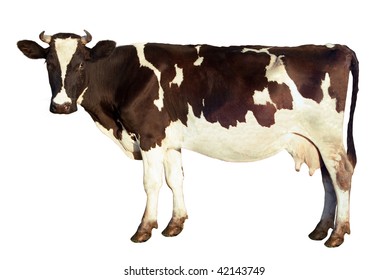 Dairy cow, spotted color, looks at the camera, isolated on a white background. Side view. The fine details of the image preserved: down on the ears and tail, also whiskers