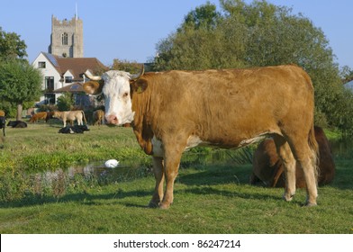 Dairy Cow Sudbury Suffolk UK