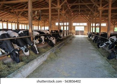 Dairy Cows Eating Hay In A Cowshed. Modern Farm Cowshed With Milking Cows Eating Hay.
Dairy Farming.