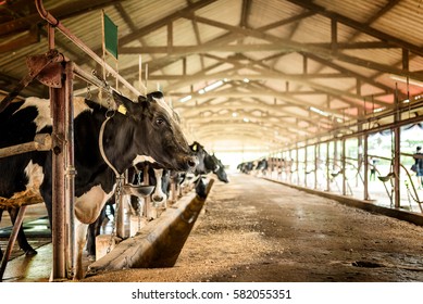 Dairy cows in a farm