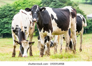 Dairy cows in the farm pastures
