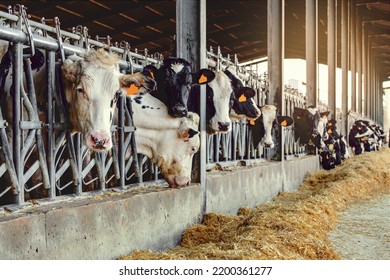 Dairy cows in a farm stable