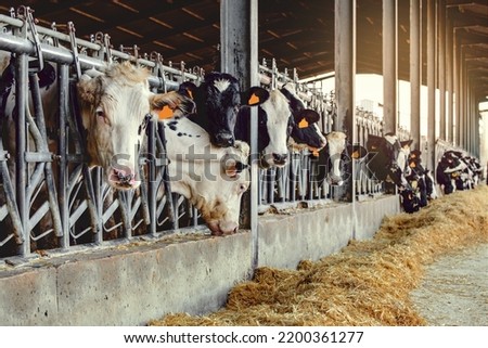 Dairy cows in a farm stable