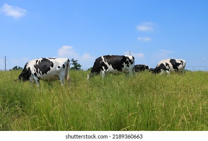 Dairy Cows Grazing In A Field In Rural Pennsylvania