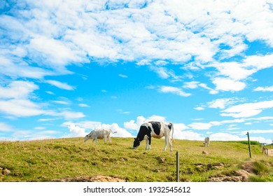 Dairy cows grazing next to the Cantabrian Sea (Spain)

