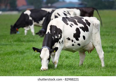 Dairy Cows Grazing On A Pasture In Friesland(Holland)