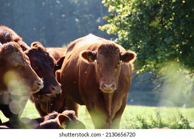 Dairy cows herd grazing in field English Farm jersey brown cow cattle angus beef grass fresh farmhouse meadow spring 