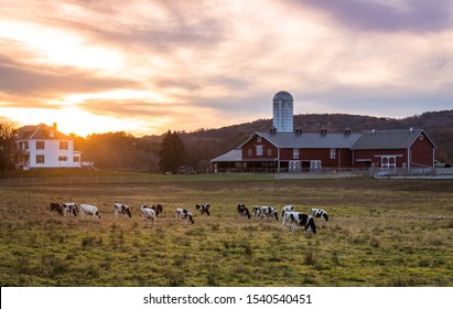 Dairy Cows, Holsteins, Black With White Spots, Graze On A Farm At Sunset On A Fall Evening
