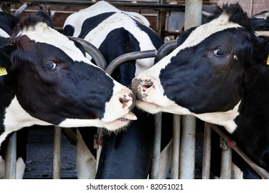 The Dairy Cows Life In A Farm. Animal Cow Farm.