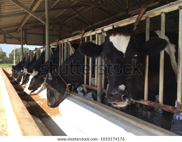 Dairy Cows Line Tropical Dairy Barn Stock Photo Edit Now 1010174176