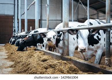 Cows Production Milk Feeding Hay Stable Stock Photo 1486678589 ...