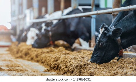 Dairy cows in milk farm.