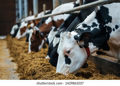 Dairy cows in milk farm.