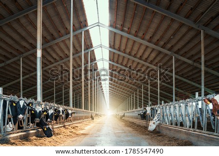 Dairy cows in modern cowshed livestock stall.