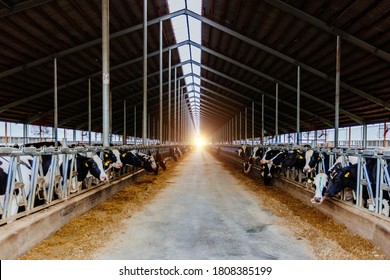 Dairy cows in modern free livestock stall - Shutterstock ID 1808385199
