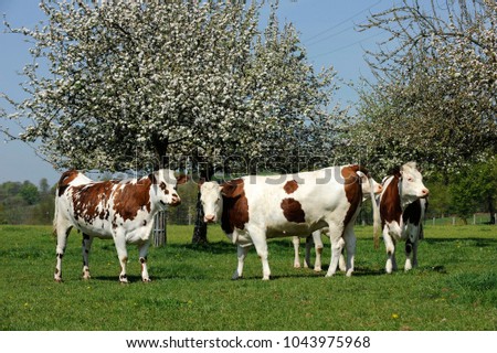 dairy cows of Norman breed at pasture