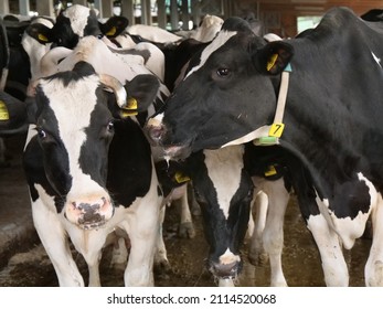 Dairy cows on a dairy farm with group husbandry in an open barn in Lower Saxony. 