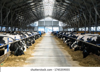 dairy cows on a farm in the stall. Cows eat hay or grass. Cattle breeding for dairy and meat production. Agricultural farm. Livestock - Shutterstock ID 1745359055