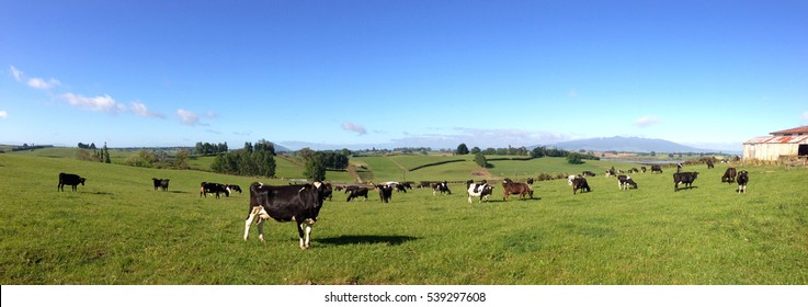 Cow Paddock Images, Stock Photos &amp; Vectors | Shutterstock