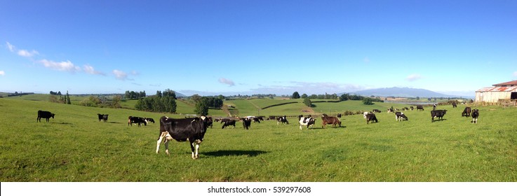 Dairy Cows In Paddock, New Zealand