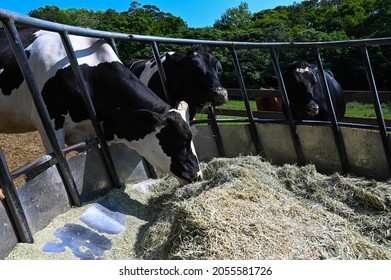 166 Cow farts Images, Stock Photos & Vectors | Shutterstock