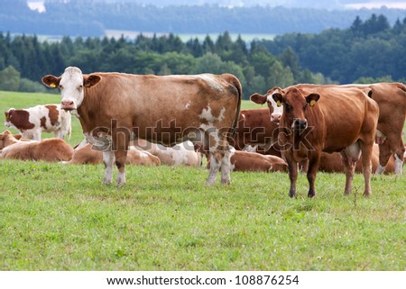 Dairy cows in pasture Stock photo © 