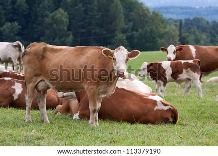 Dairy cows in pasture Stock photo © 