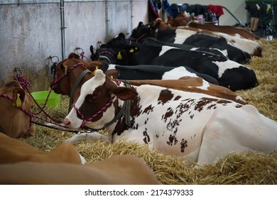 Dairy Cows Relaxing On Straw Sawdust, Inside A Farm Barn At An Farming Expo In The UK